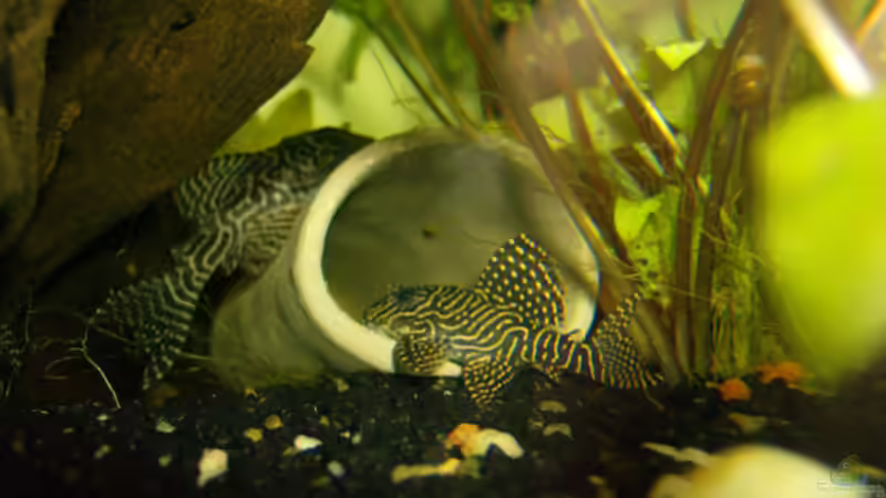 L260 von Michael Meyer (8)