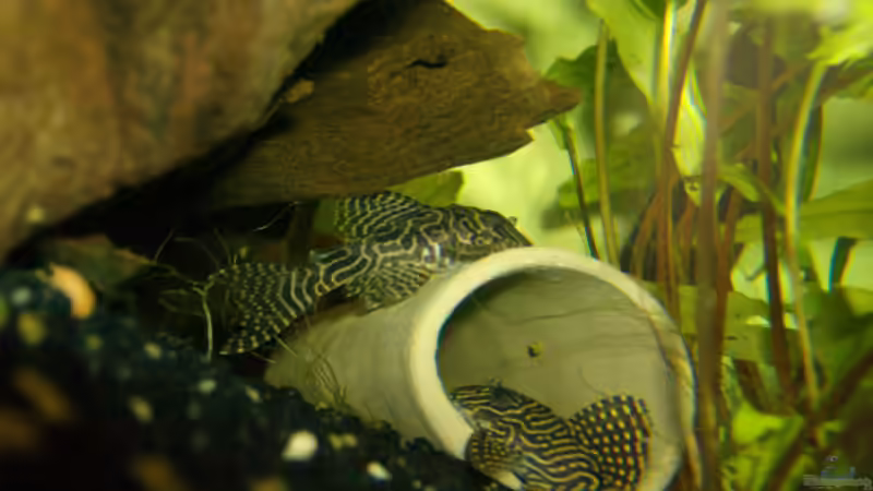 L260 von Michael Meyer (9)