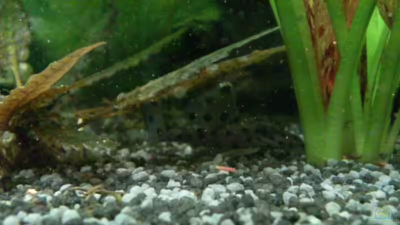 L264 Die Dame von Stephan Groß (26)