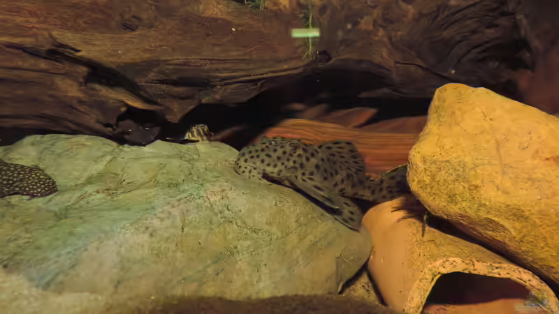 L264 von Fichte (12)