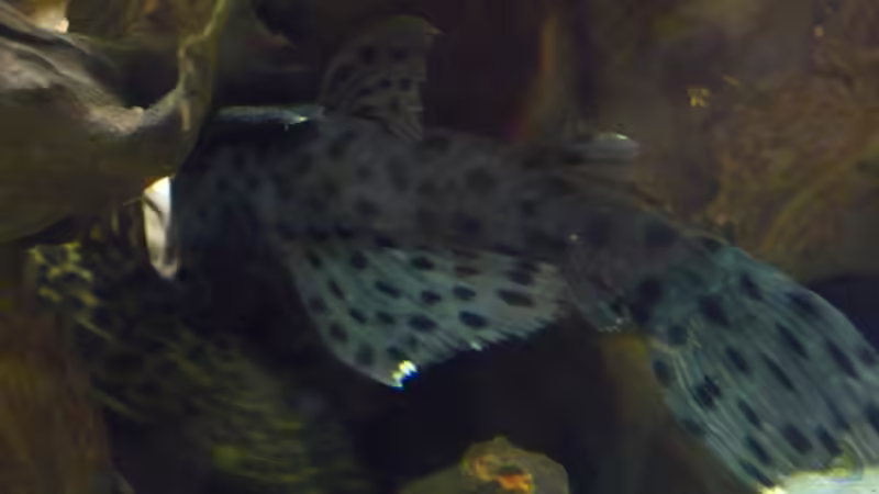 L264 von Markus Pirklbauer (13)