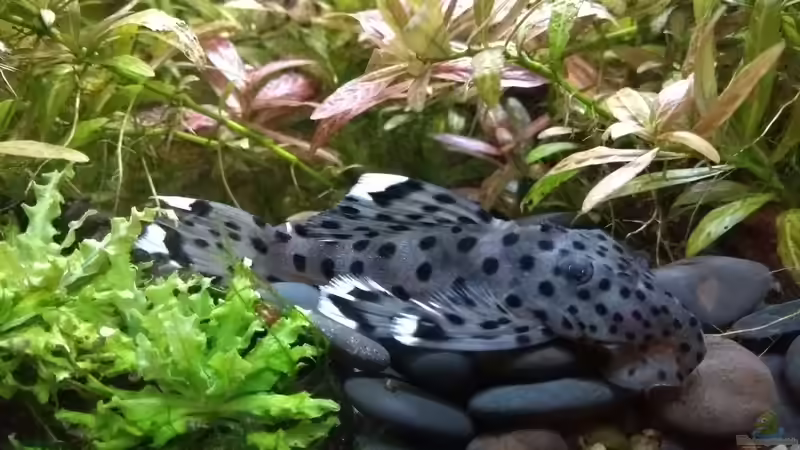 L264 von Stephy (46)