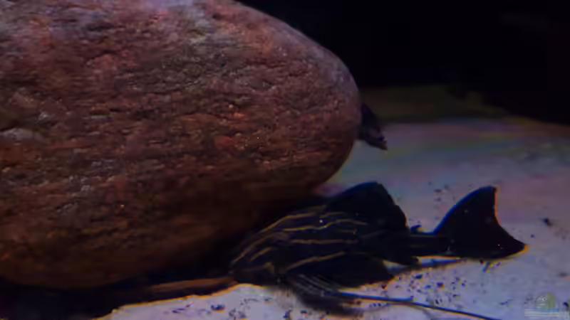 L27 goldenline  von Südamerika Aquanaut (34)