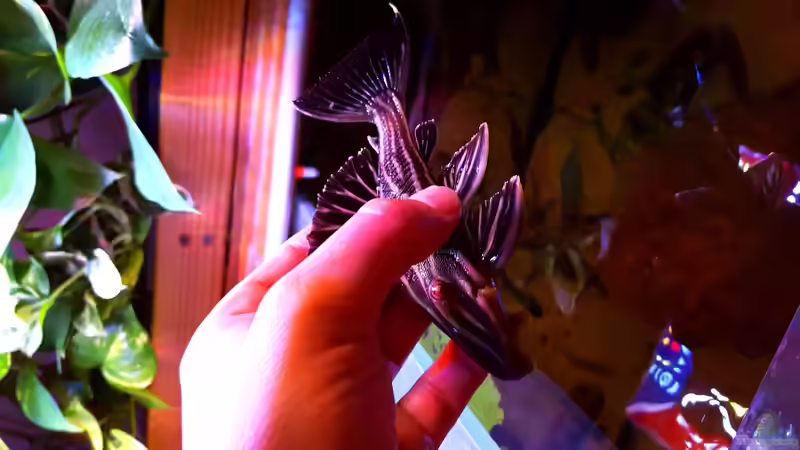 L27 goldenline  von Südamerika Aquanaut (45)