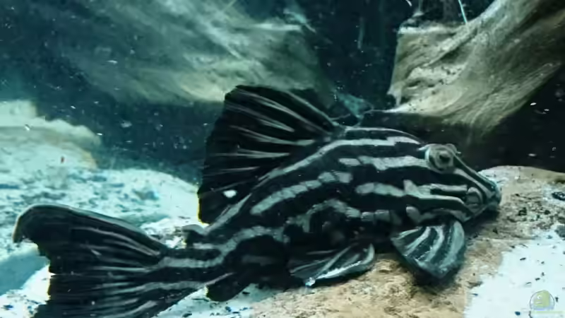 L27 von kellerkind (50)