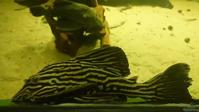 L27 von kellerkind (80)