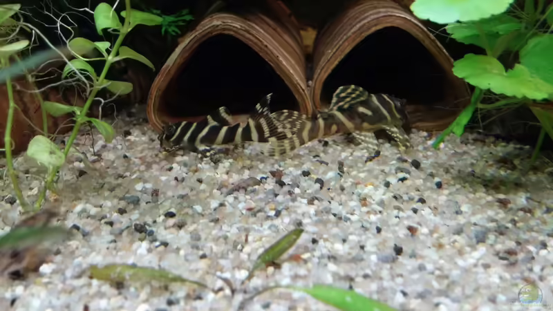 L270 ( Bild aus dem alten Becken) von Miss Kasimir (20)