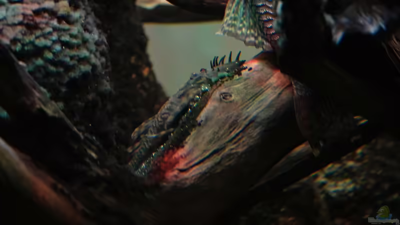 L309 Ancistrus sp. Rio Tapajos Männchen von Philip (33)