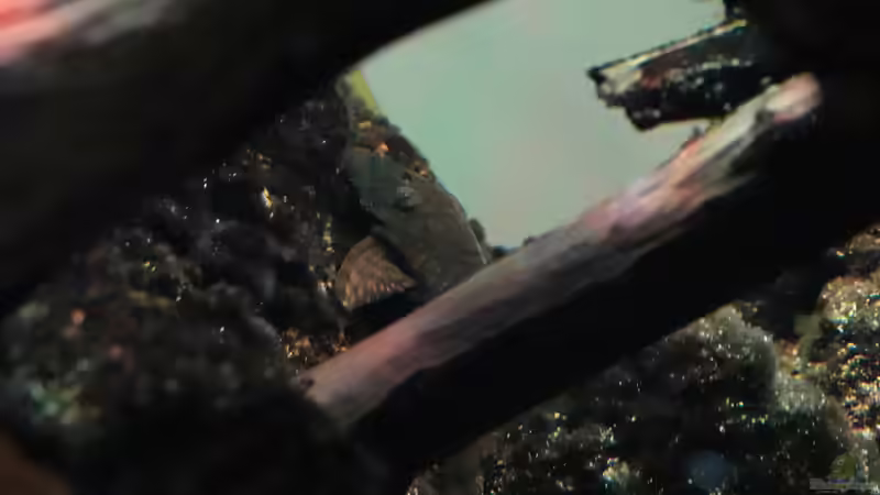 L309 Ancistrus sp. Rio Tapajos weibchen von Philip (34)