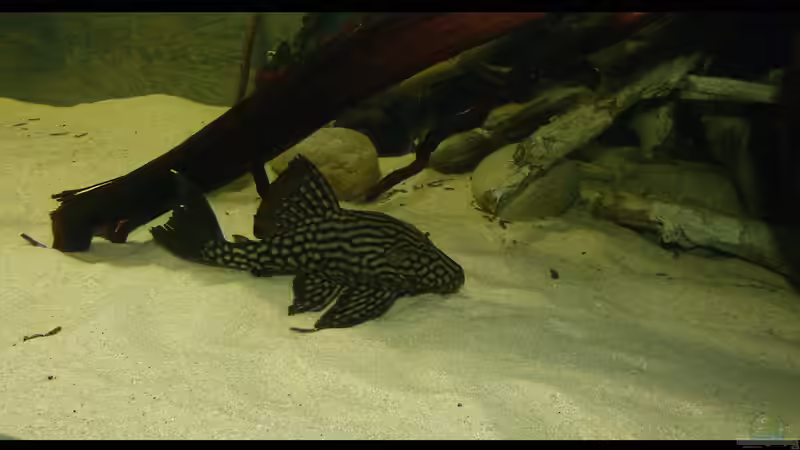 L330 14.01.15 von ~Marco~ (86)