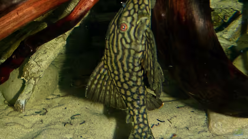 L330 14.01.15 von ~Marco~ (87)