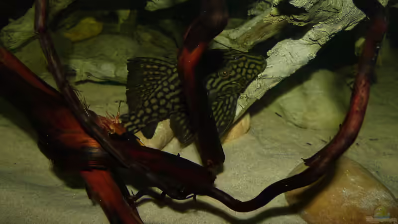 Aquarien mit Panaque sp. "L 330" (Einrichtungsbeispiele für Gefleckter Streifenharnischwels)