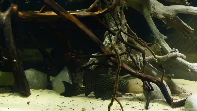 Aquarien mit Panaque sp. "L 330" (Einrichtungsbeispiele für Gefleckter Streifenharnischwels)