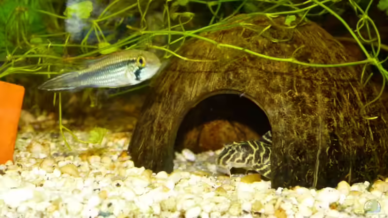 L333 - Apistogramma agassizii var. Rio Tigre von erma (21)