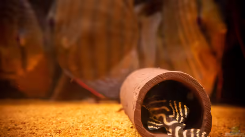 L333 + Nhamunda Symphysodon aequifasciatus semi royal, Largo Tureré von DiskusMummy (62)