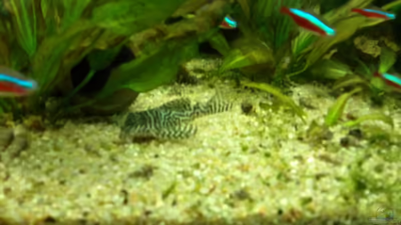 Aquarien für Hypancistrus sp. "L333" (Einrichtungsbeispiele für Königstiger-Harnischwels, L-333)