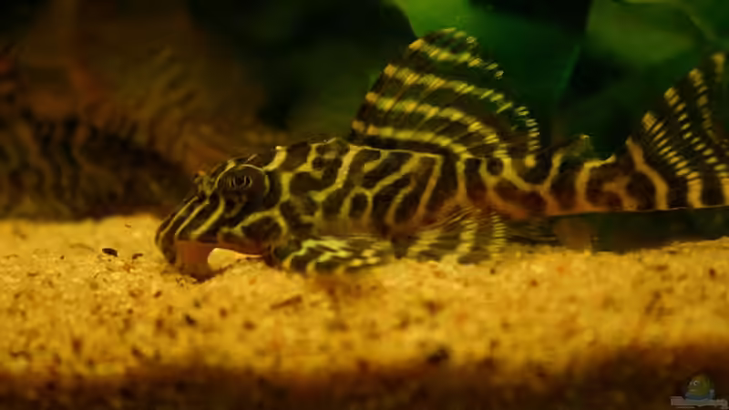 L333  von Andi Hofstetter (7)