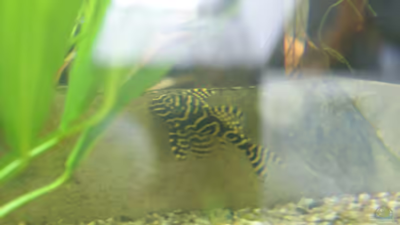 L333  von Oliver Boden (76)