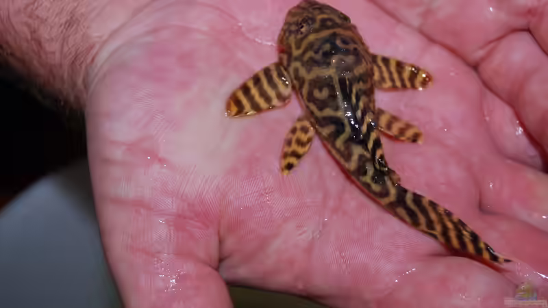 L333 beim Einzug von Holsch805 (27)