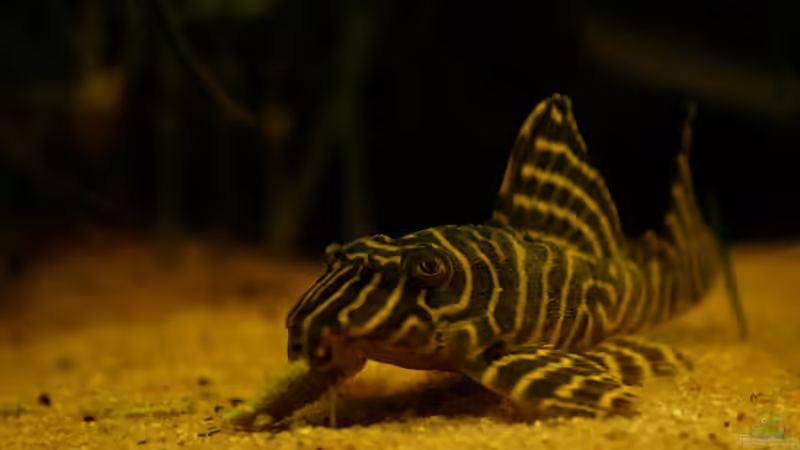 L333 beim Fressen von Andi Hofstetter (8)