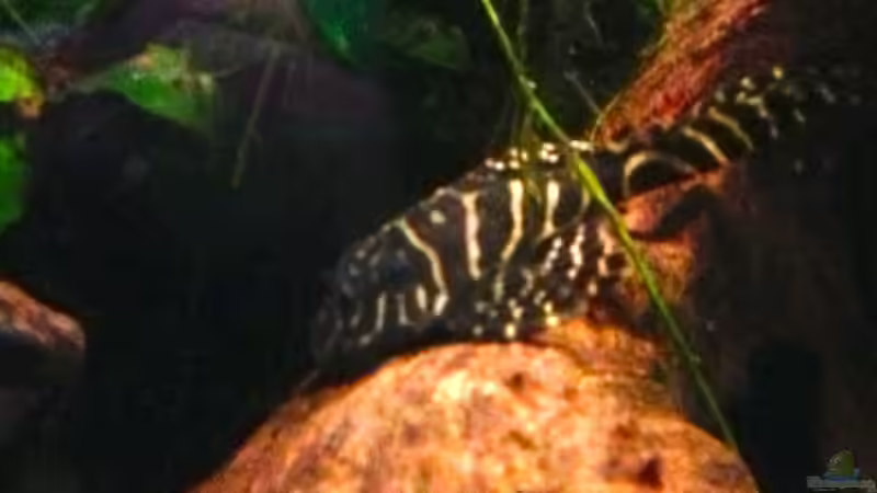 L333 Eigene Nachzucht von Michel (44)