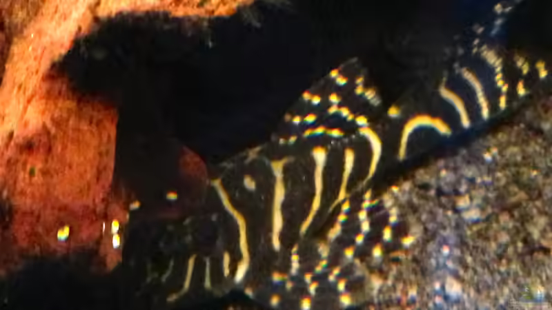 L333 Eigene Nachzucht von Michel (47)