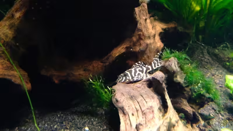 L333 Eigene Nachzucht von Michel (48)