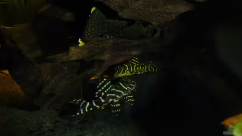 L333 Hypansystrus spec. (New Queen Arabesque) von Mario Max (16)