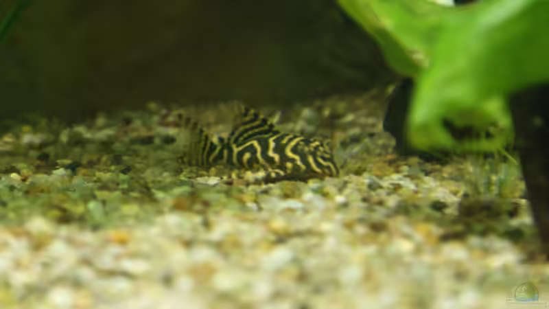 L333 Jungtier von Oliver Boden (17)