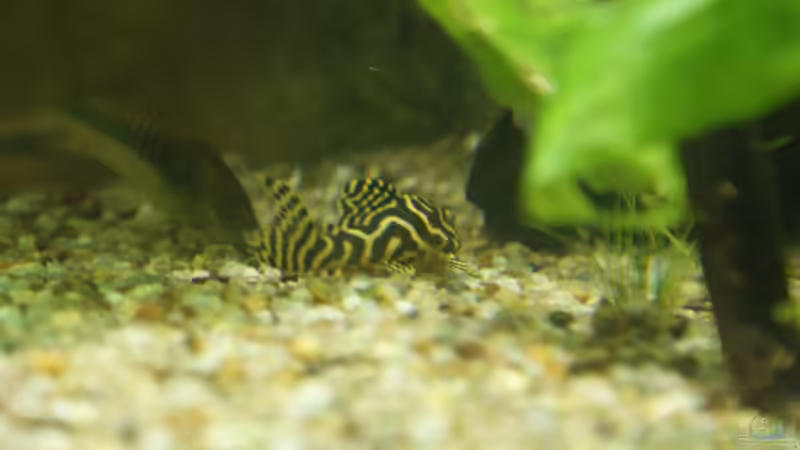 L333 Jungtier von Oliver Boden (86)