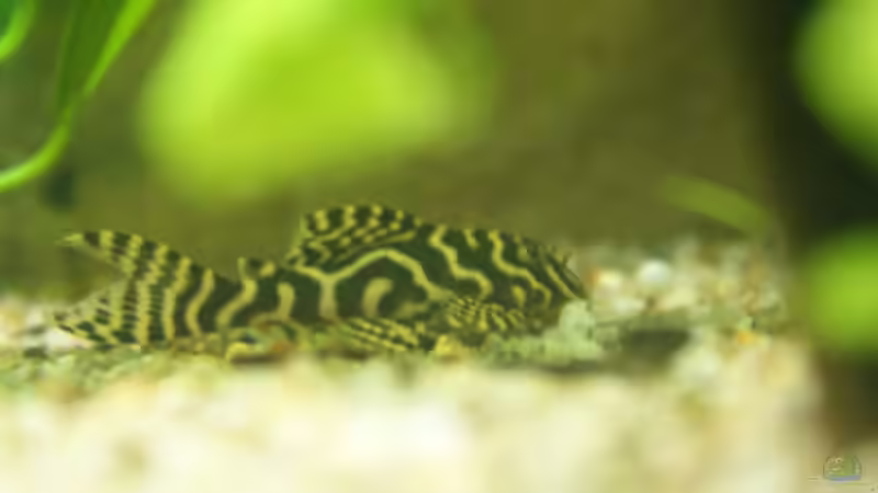 L333 Jungtier von Oliver Boden (89)