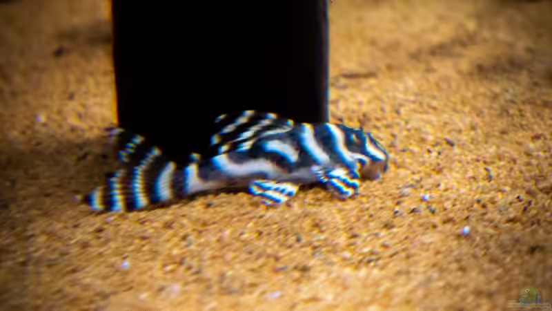 L333 seltender Schnappschuss von DiskusMummy (76)