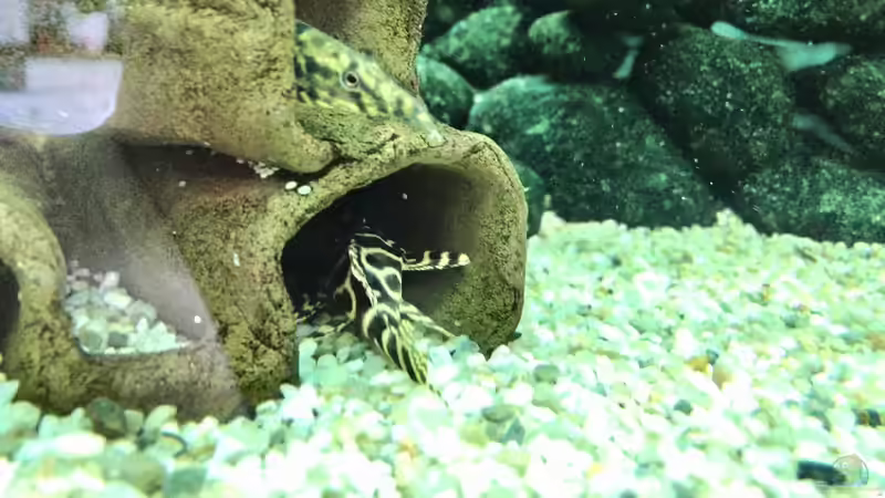 Aquarien für Hypancistrus sp. "L333" (Einrichtungsbeispiele für Königstiger-Harnischwels, L-333)