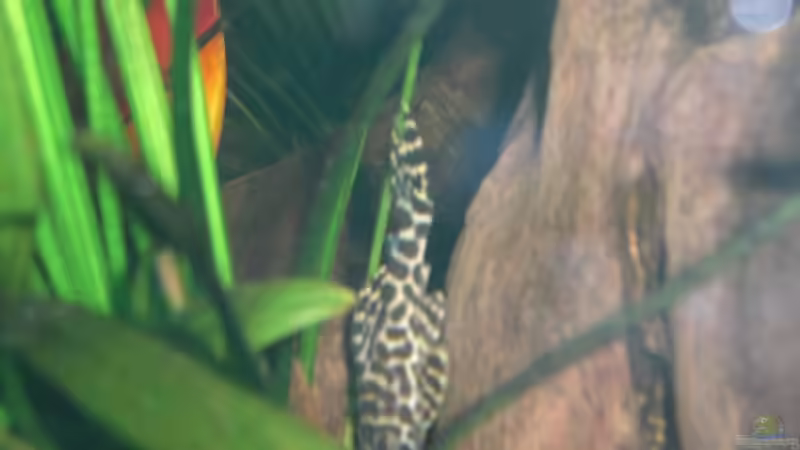 L333 von Amazonasbecken.eu (37)