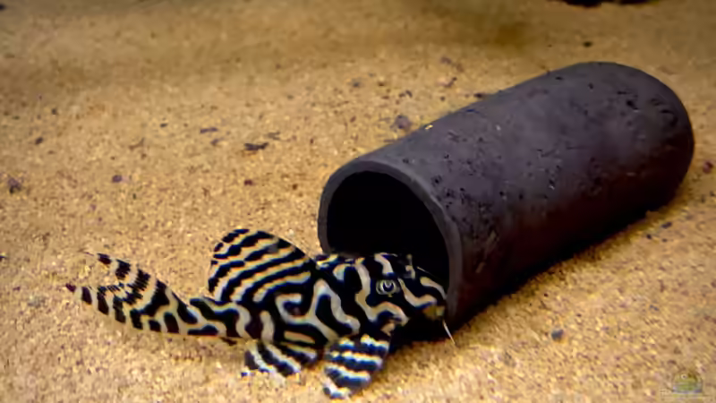 L333 von DiskusMummy (48)