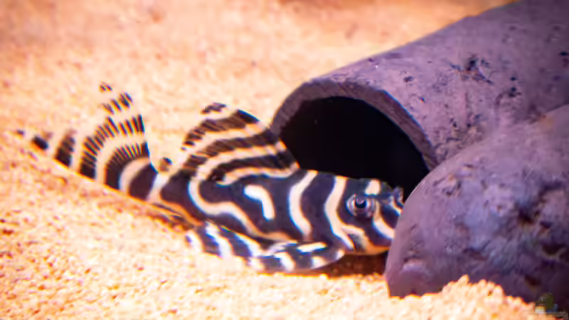 L333 von DiskusMummy (53)