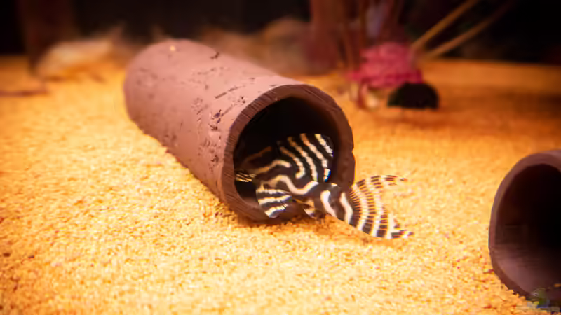 L333 von DiskusMummy (96)