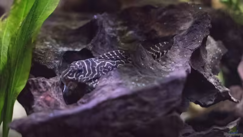 L333 von Fäbi_CH (46)