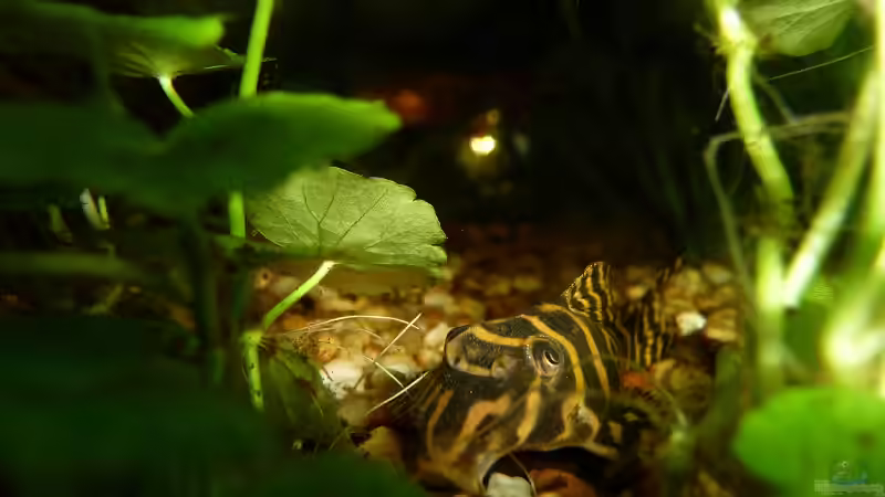 L333 von Frank Broneske (36)