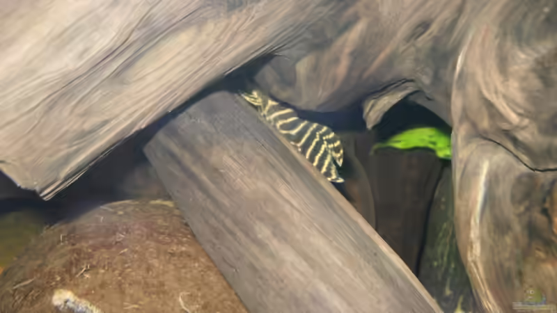 L333 von Jan S. (20)