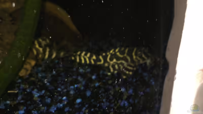 L333 von Marius Stößer (86)