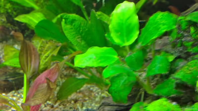 L333 von Michel (15)