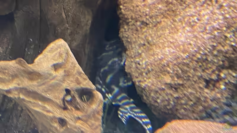 L333 von Ottche (50)