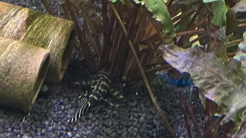 L333 von Ottche (56)