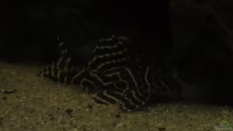 L333 von Sabrina Plankensteiner (43)