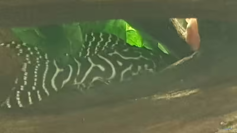 L333 von Stefan Heins (31)