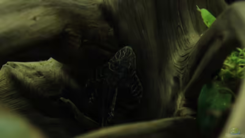 L333 von Thomas S-H (28)