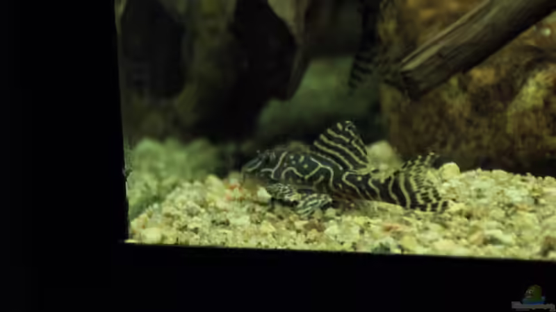 L333 von Thomas S-H (35)