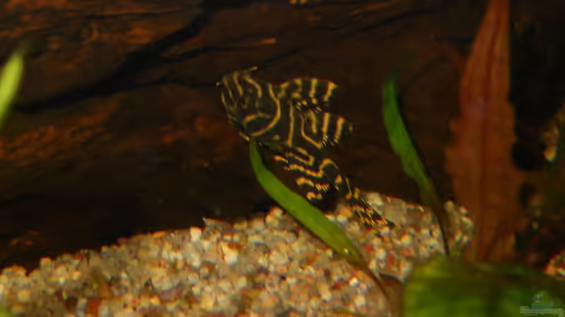 Aquarien für Hypancistrus sp. "L333" (Einrichtungsbeispiele für Königstiger-Harnischwels, L-333)
