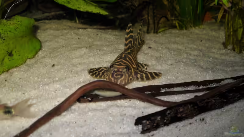 Aquarien für Hypancistrus sp. "L333" (Einrichtungsbeispiele für Königstiger-Harnischwels, L-333)